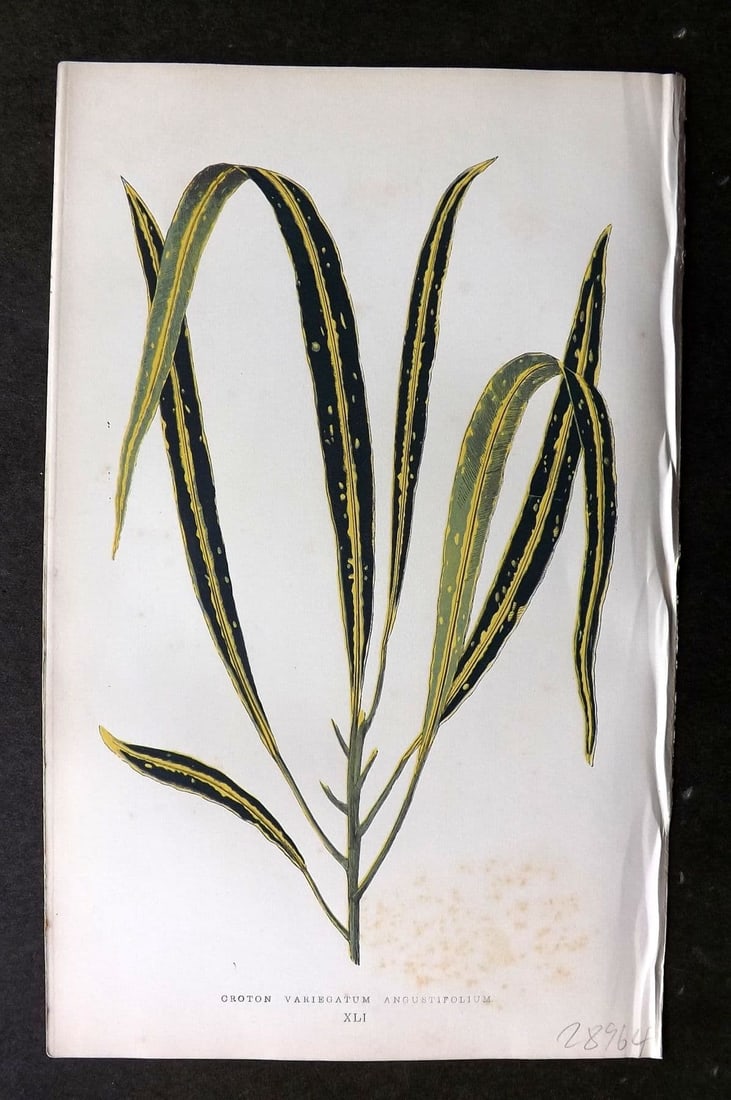 Lowe Beautiful Leaved Plants 1864 Botanical Print. Croton Variegatum 41: Antique Woodblock Published 1864, London for "Beautiful Leaved Plants, Being a Description of the Most Beautiful Leaved Plants in Cultivation in this Country" by Edward Joseph Lowe. Most plates printe