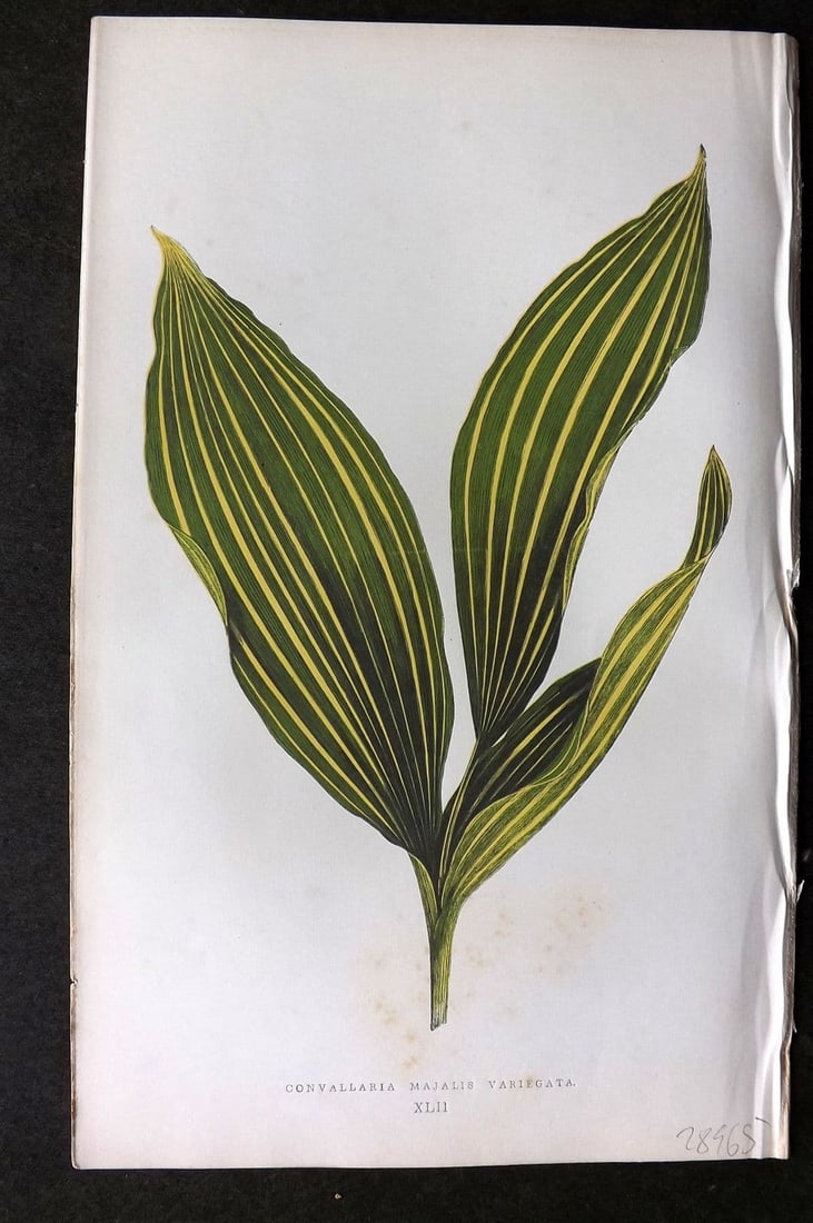 Lowe Beautiful Leaved Plants 1864 Botanical Print. Convallaria Majalis 42: Antique Woodblock Published 1864, London for "Beautiful Leaved Plants, Being a Description of the Most Beautiful Leaved Plants in Cultivation in this Country" by Edward Joseph Lowe. Most plates printe