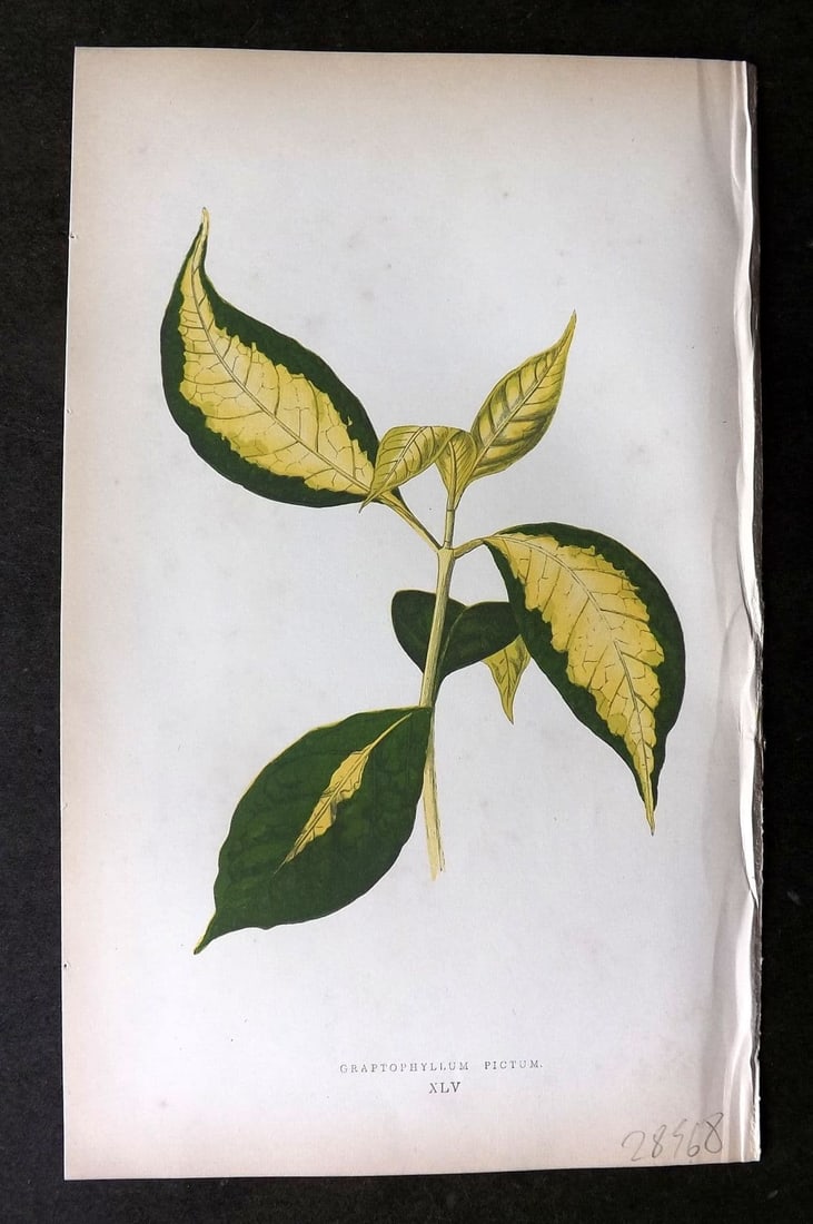 Lowe Beautiful Leaved Plants 1864 Botanical Print. Graptophyllum Pictum 45: Antique Woodblock Published 1864, London for "Beautiful Leaved Plants, Being a Description of the Most Beautiful Leaved Plants in Cultivation in this Country" by Edward Joseph Lowe. Most plates printe
