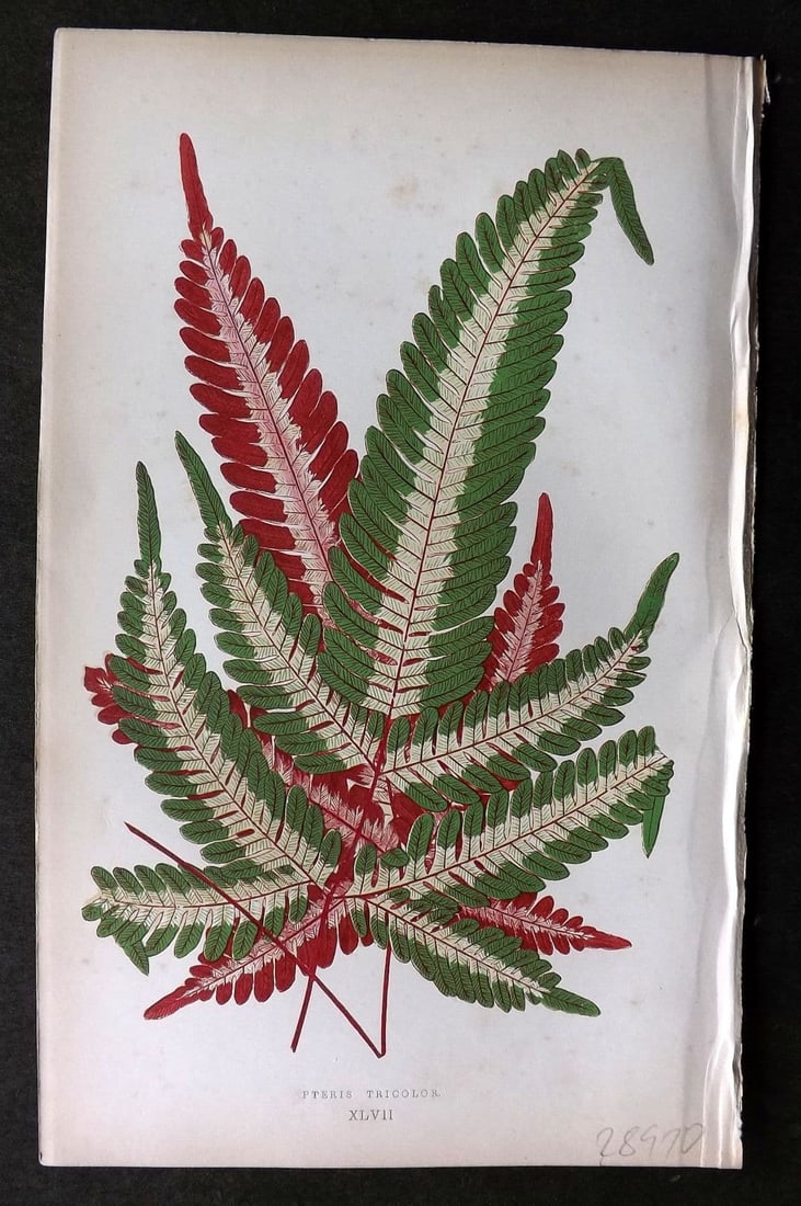 Lowe Beautiful Leaved Plants 1864 Botanical Print. Pteris Aspericaulis Fern 47: Antique Woodblock Published 1864, London for "Beautiful Leaved Plants, Being a Description of the Most Beautiful Leaved Plants in Cultivation in this Country" by Edward Joseph Lowe. Most plates printe