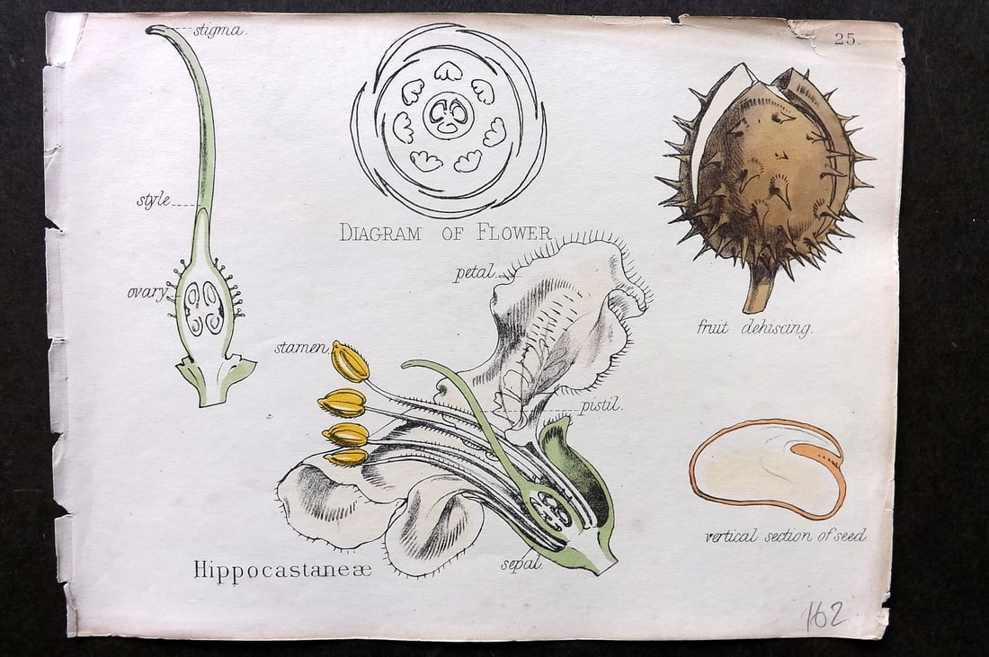 Oliver & Fitch 1874 Hand Col Botanical Print Hippocastaneae 25: Hand Colored Lithograph Published 1874, London for "Illustrations of the Principal Natural Orders of The Vegetable Kingdom" First and best Edition by Professor Oliver. Illustrated by Walter Hood Fitch