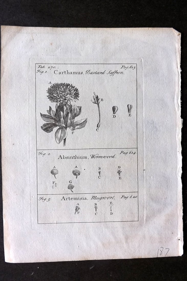 Tournefort, Joseph Pitton de 1730 Botanical Print. Saffron, Wormweed, mugwort (1 of 1)