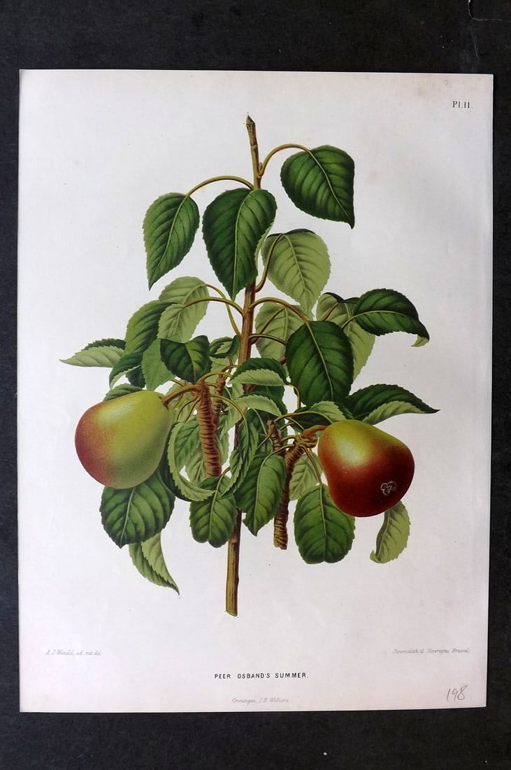 Wendel, A. J. 1879 Folio Fruit Print. Peer Osband Summer 11 (1 of 1)