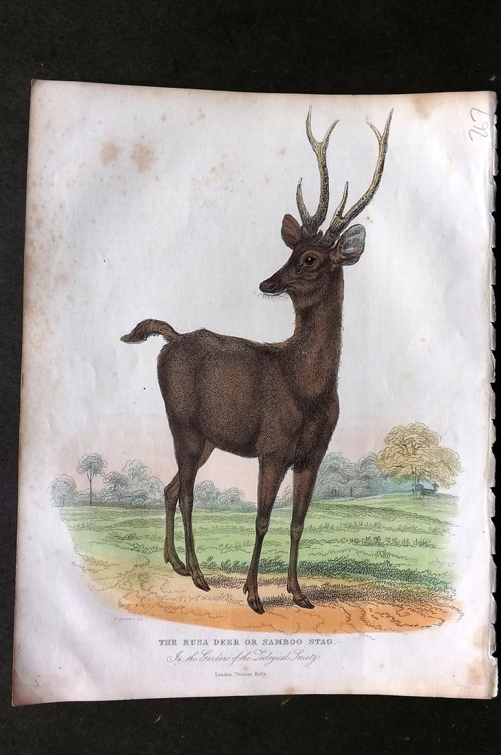 Buffon, Smellie & Huish 1862 Hand Col Print. Rusa Deer or Samboo Stag: Hand Colored Etching/Engraving Published 1862 by Thomas Kelly, London for "A Natural History, General and Particular..." by The Comte de Buffon and William Smellie. A New and Enlarged Edition, also co