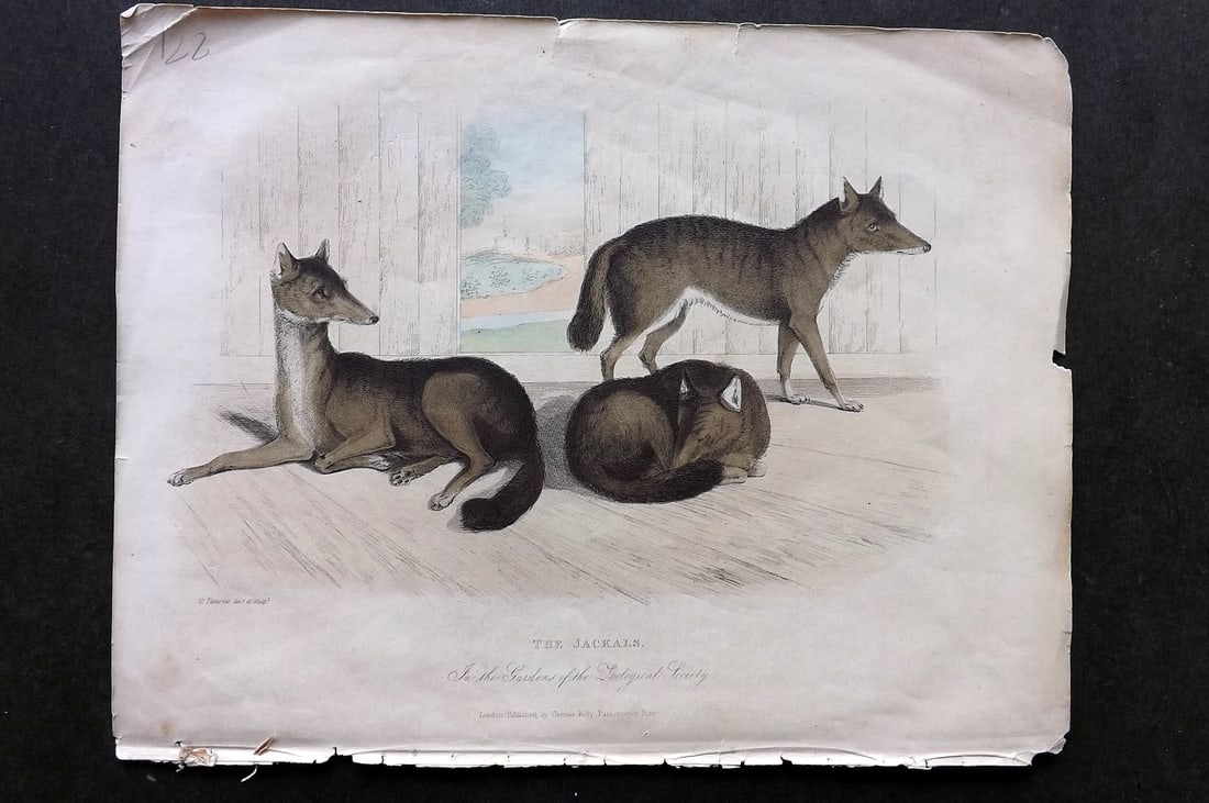 Buffon, Smellie & Huish 1862 Hand Col Print. Jackals: Hand Colored Etching/Engraving Published 1862 by Thomas Kelly, London for "A Natural History, General and Particular..." by The Comte de Buffon and William Smellie. A New and Enlarged Edition, also co
