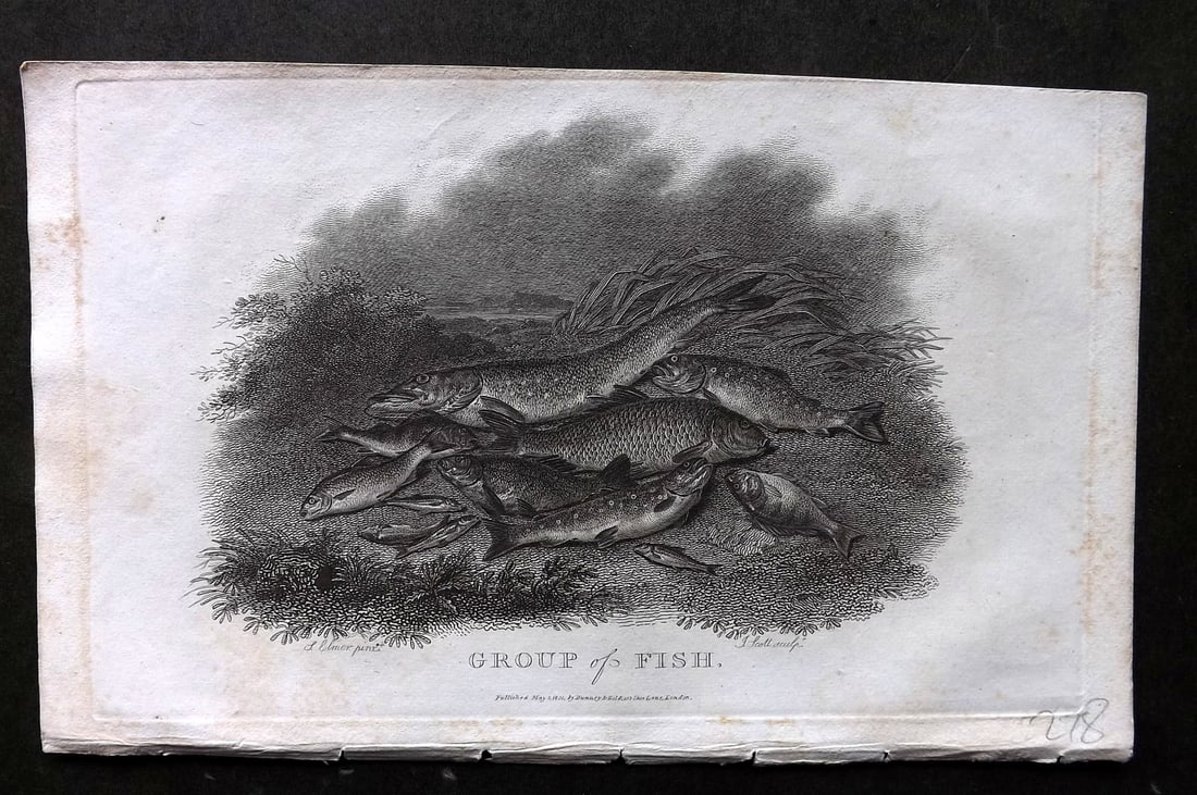 Daniel, William 1801 Antique Fish Print. Group of Fish. Salmon Trout Carp: Copper Plate Published 1801-02, London for "Rural Sports" First Edition by William Daniel. Paper Size: 9.5 x 5.5 inch (24 x 14cm) Very minor background toning. Good Condition