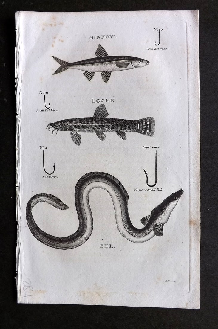 Daniel, William 1801 Antique Fish Print. Minnow, Loche, Eel. Fishing Hooks: Copper Plate Published 1801-02, London for "Rural Sports" First Edition by William Daniel. Paper Size: 9.5 x 5.5 inch (24 x 14cm) Very minor background toning. Good Condition