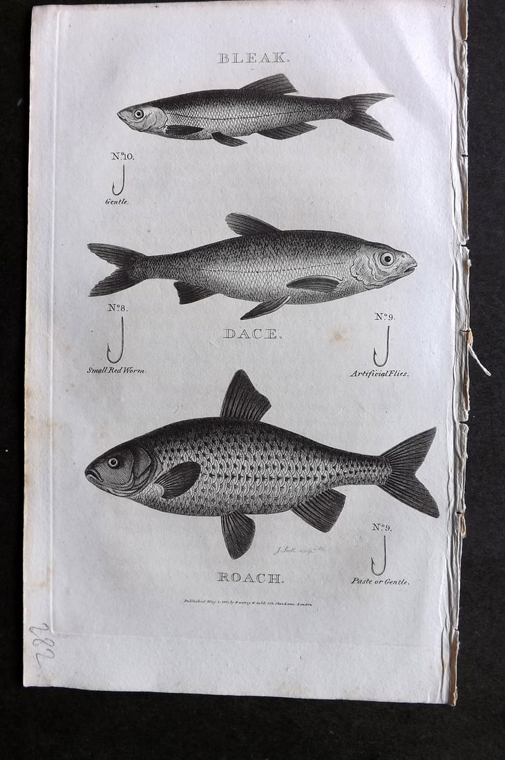 Daniel, William 1801 Antique Fish Print. Bleak, Dace, Roach. Fishing Hooks: Copper Plate Published 1801-02, London for "Rural Sports" First Edition by William Daniel. Paper Size: 9.5 x 5.5 inch (24 x 14cm) Very minor background toning. Good Condition