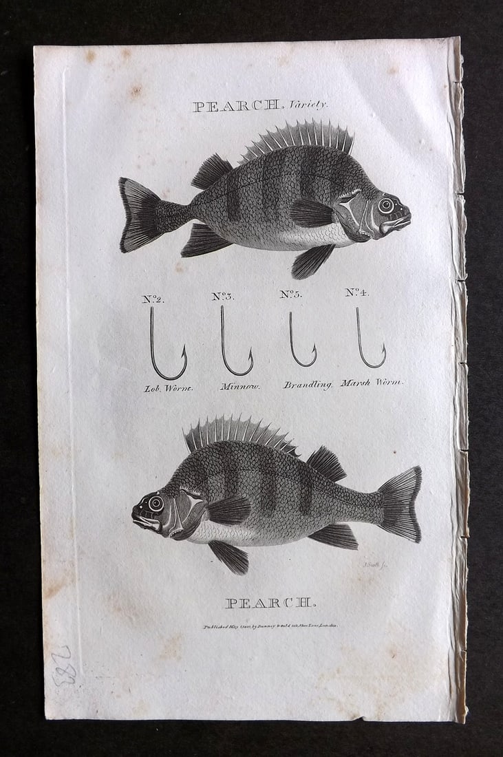 Daniel, William 1801 Antique Fish Print. Perch, Angling Fishing Hooks (1 of 1)