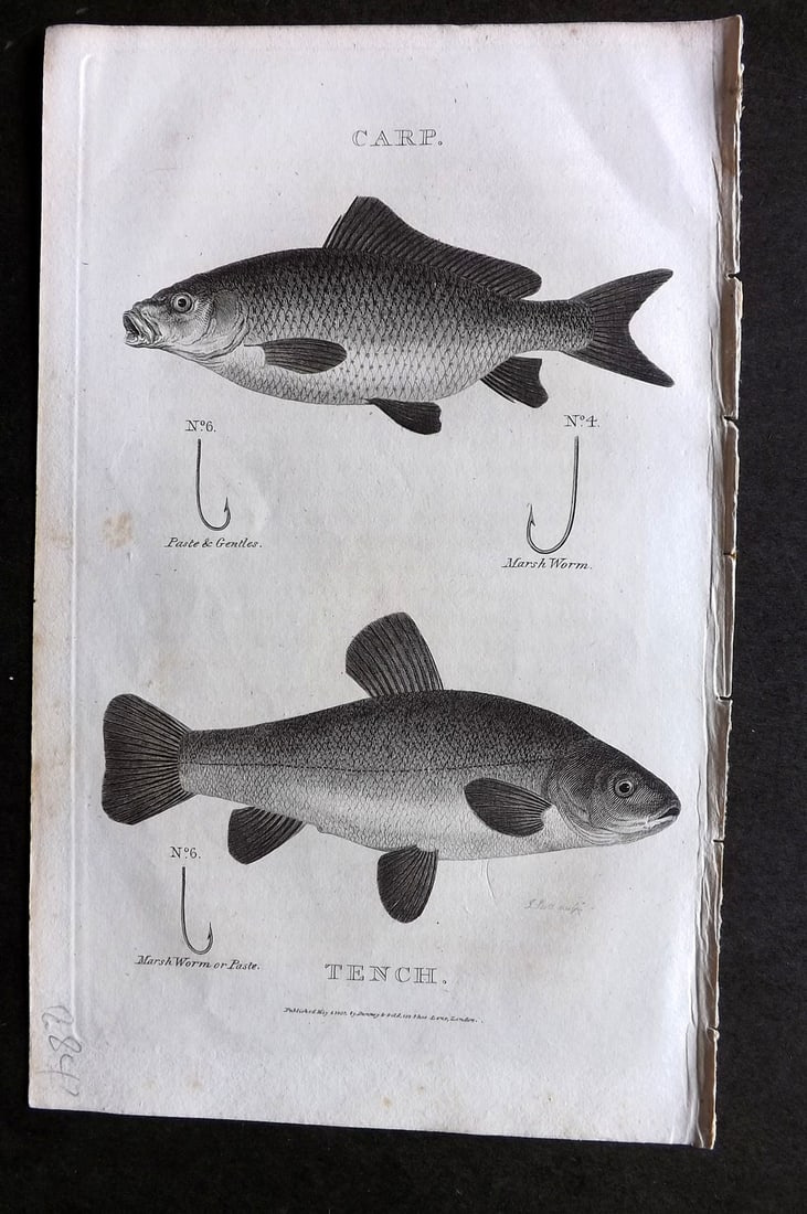 Daniel, William 1801 Antique Fish Print. Carp, Tench: Copper Plate Published 1801-02, London for "Rural Sports" First Edition by William Daniel. Paper Size: 9.5 x 5.5 inch (24 x 14cm) Very minor background toning. Good Condition