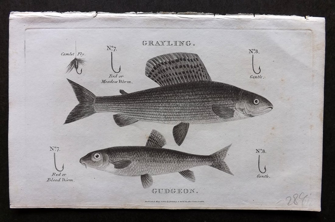 Daniel, William 1801 Antique Fish Print. Grayling, Gudgeon. Fishing Hooks: Copper Plate Published 1801-02, London for "Rural Sports" First Edition by William Daniel. Paper Size: 9.5 x 5.5 inch (24 x 14cm) Very minor background toning. Good Condition