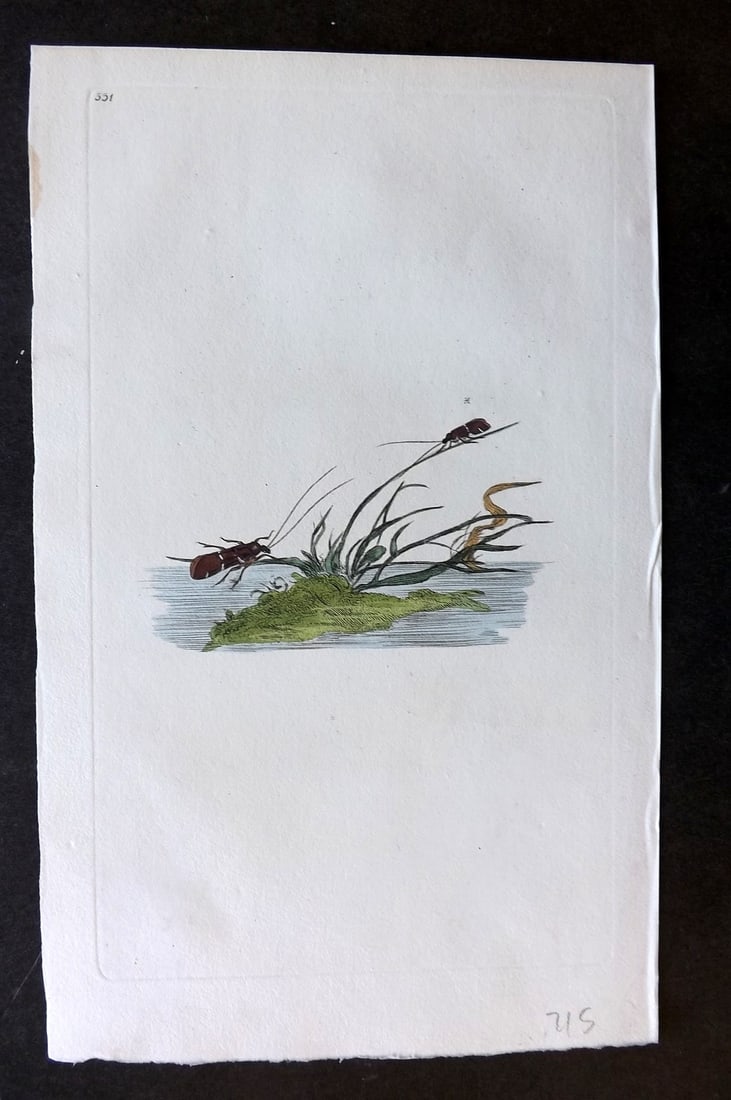 Donovan, Edward C1800 Hand Col Insect Print. Broken Bar Phryganea 551 (1 of 1)