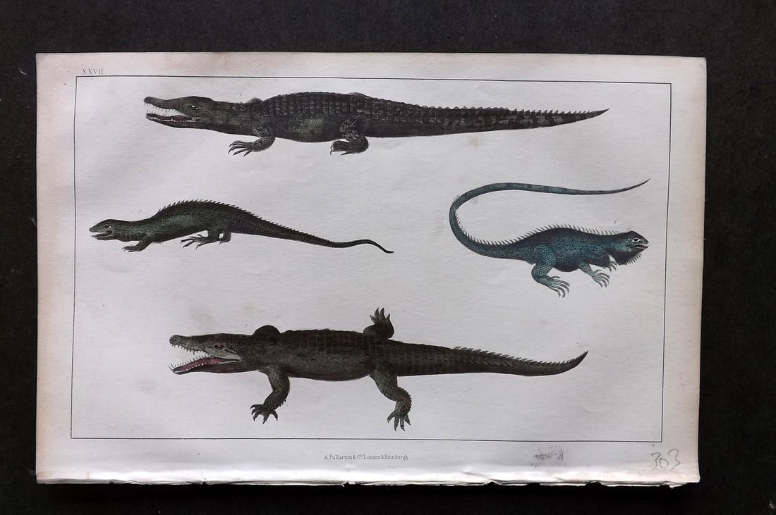 Goldsmith, Oliver C1850 Hand Col Print. Crocodile of the Nile, Dragon Lizard, Guana 27: Hand Colored Etching/Engraving Published C1850 by A. Fullarton & Co., London for "A History of the Earth and Animated Nature" by Oliver Goldsmith. Paper Size: 10 x 6 inch (25 x 16cm) Good Condition