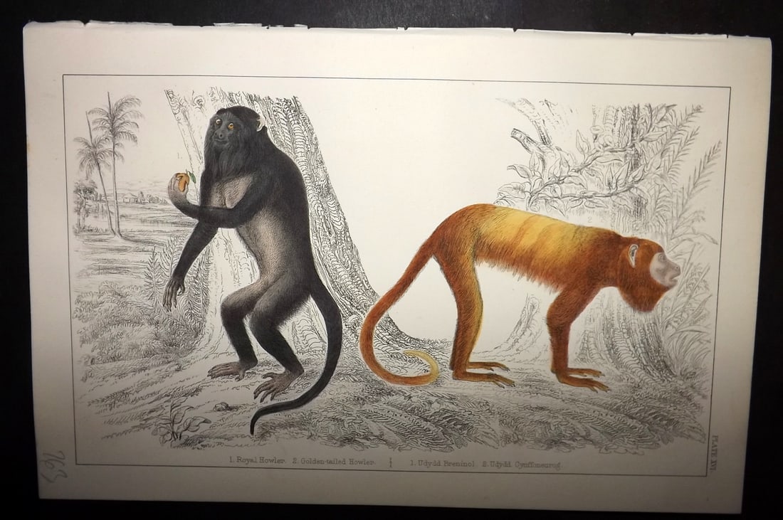 Goldsmith, Oliver C1855 Hand Col Print. Royal & Golden Tailed Howler Monkeys 16: Hand Colored Etching/Engraving Published C1855 by A. Fullarton & Co., London for "A History of the Earth and Animated Nature" by Oliver Goldsmith. Paper Size: 10 x 6 inch (25 x 16cm) Good Condition