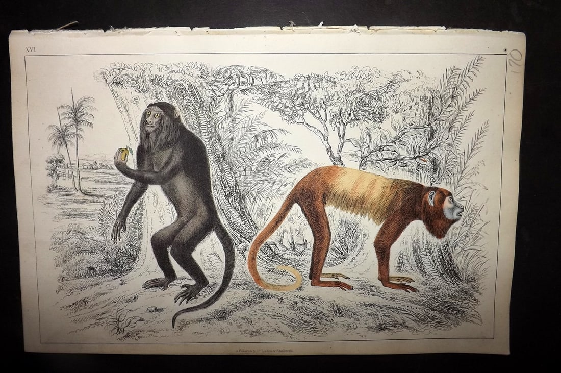 Goldsmith, Oliver 1852 Hand Col Print. Royal & Golden Tailed Howler Monkeys 16: Hand Colored Etching/Engraving Published 1852 by A. Fullarton & Co., London for "A History of the Earth and Animated Nature" by Oliver Goldsmith. Paper Size: 10 x 6 inch (25 x 16cm) Good Condition