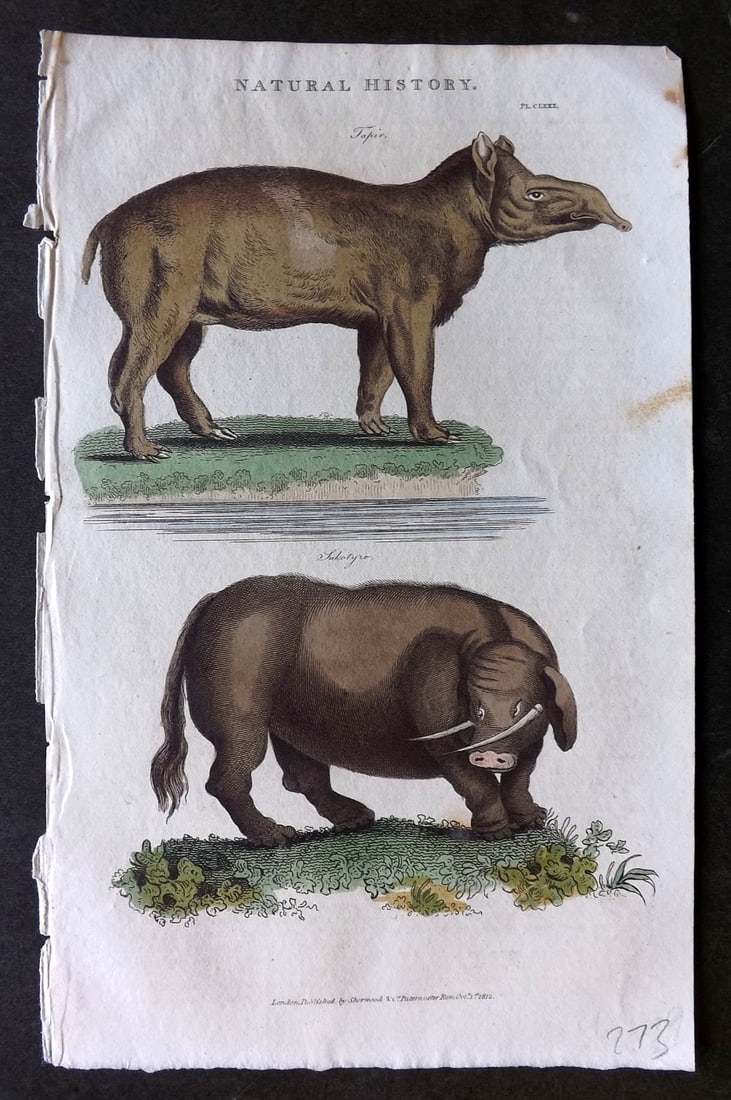 Good, John 1813 Hand Col Print. Tapir & Sukotyro Mythical Animal 180: Hand Colored Copper Plate Published 1806-13, London for "Pantologia: A New Cyclopaedia, Comprehending a Complete Series of Essays" by John Mason Good et al. Paper Size: 9.5 x 6 inch (24 x 15cm) Very m