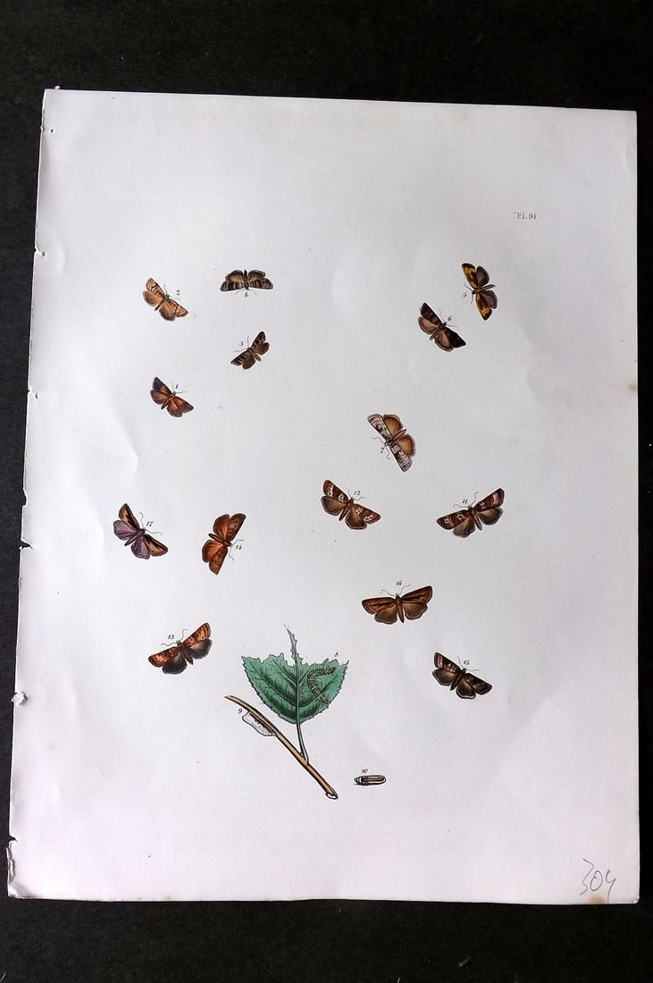 Humphreys & Westwood 1857 Hand Col Moth Print 91: Hand Colored Lithographs Published 1849, London for "British Moths and Their Transformations" by Henry Noel Humphreys & John Obadiah Westwood. Paper Size: 11 x 8.5 inch (28 x 22cm) Good Condition