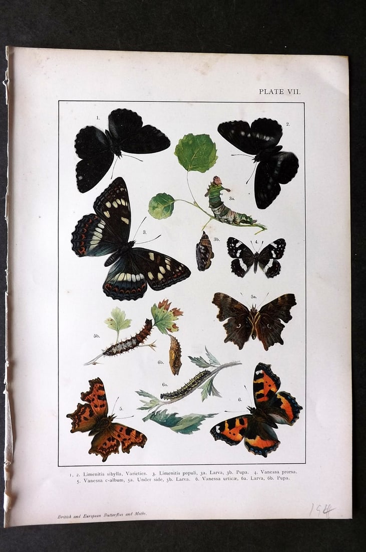 Kappel & Kirby C1895 Antique Print. Vanessa Butterflies 07: Chromolithograph Published C1895, London for "British and European Butterflies and Moths" by A. W. Kappel and W. Egmont Kirby. Paper Size: 11.5 x 8 inch (29 x 21cm) Good Condition