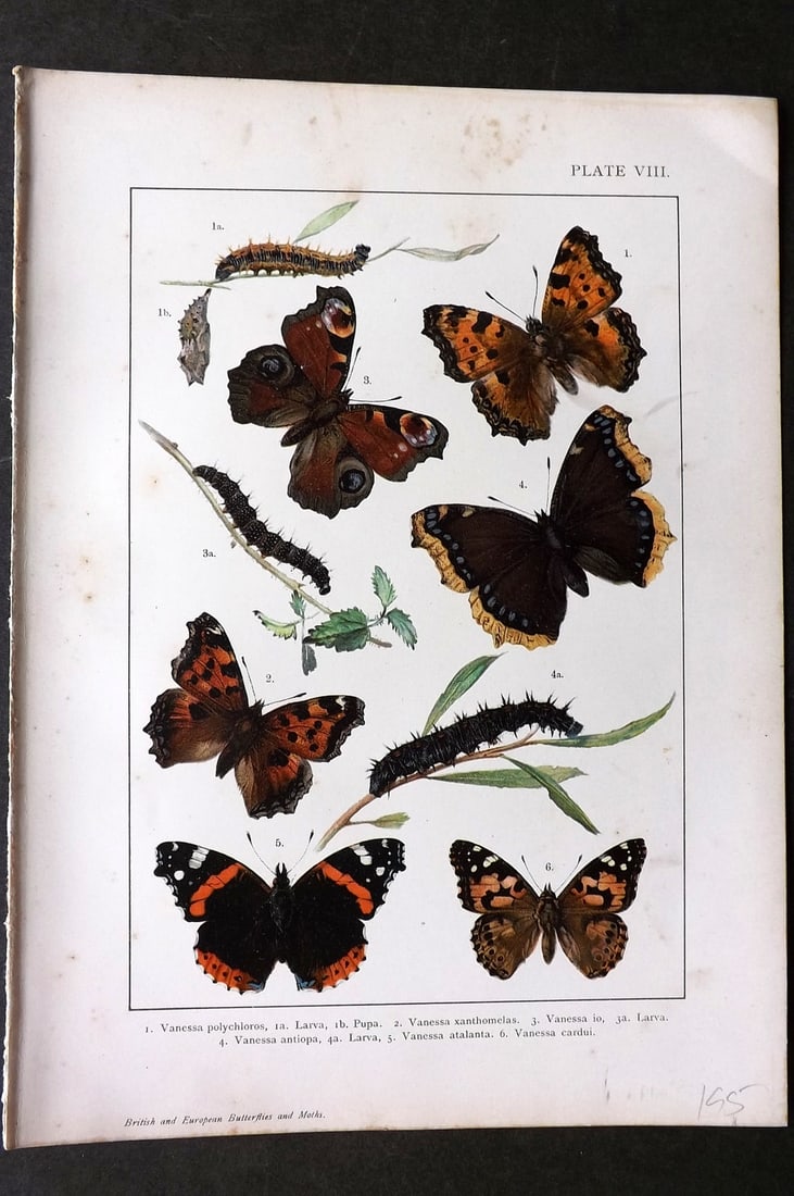 Kappel & Kirby C1895 Antique Print. Vanessa Butterflies 08 Admiral, Peacock: Chromolithograph Published C1895, London for "British and European Butterflies and Moths" by A. W. Kappel and W. Egmont Kirby. Paper Size: 11.5 x 8 inch (29 x 21cm) Very minor toning. Good Condition