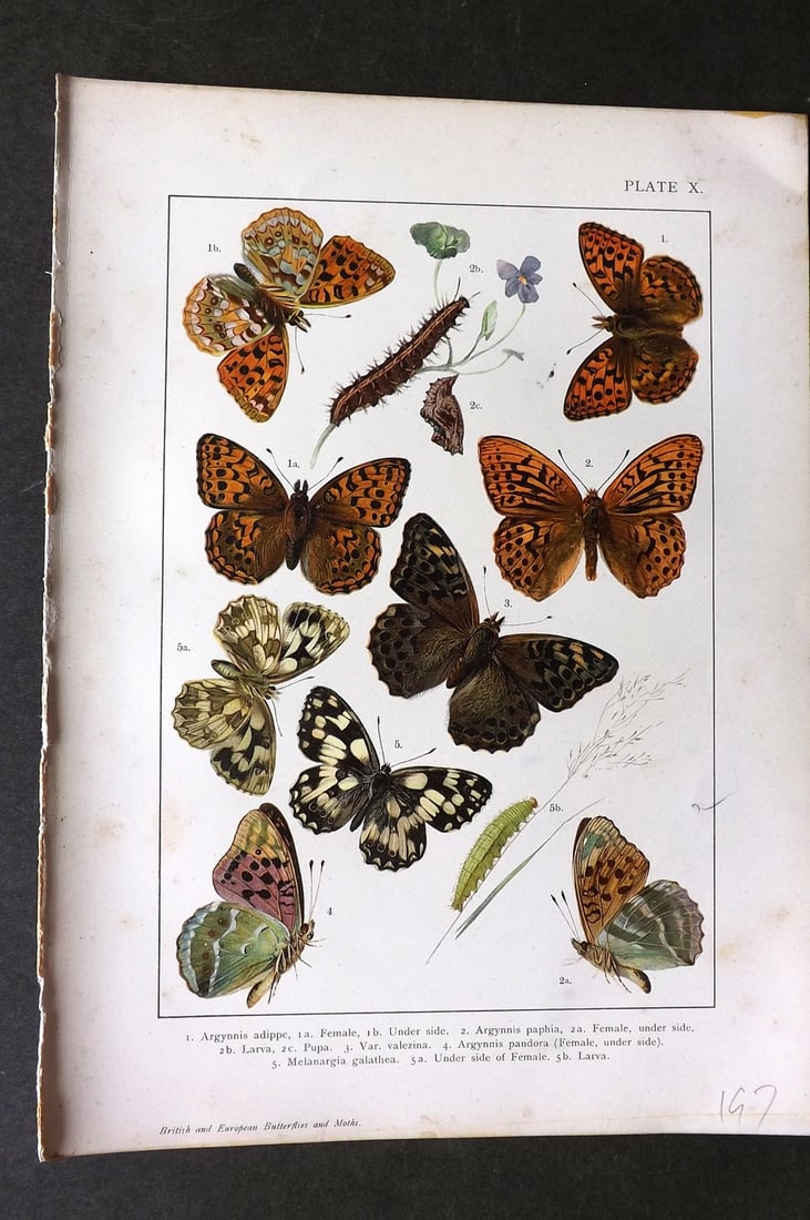 Kappel & Kirby C1895 Antique Print. Argynnis Butterflies 10: Chromolithograph Published C1895, London for "British and European Butterflies and Moths" by A. W. Kappel and W. Egmont Kirby. Paper Size: 11.5 x 8 inch (29 x 21cm) Very minor toning. Good Condition