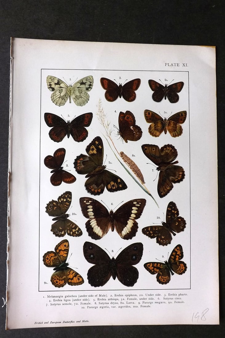 Kappel & Kirby C1895 Antique Print. Melanargia, Satyrus Butterflies 11: Chromolithograph Published C1895, London for "British and European Butterflies and Moths" by A. W. Kappel and W. Egmont Kirby. Paper Size: 11.5 x 8 inch (29 x 21cm) Good Condition