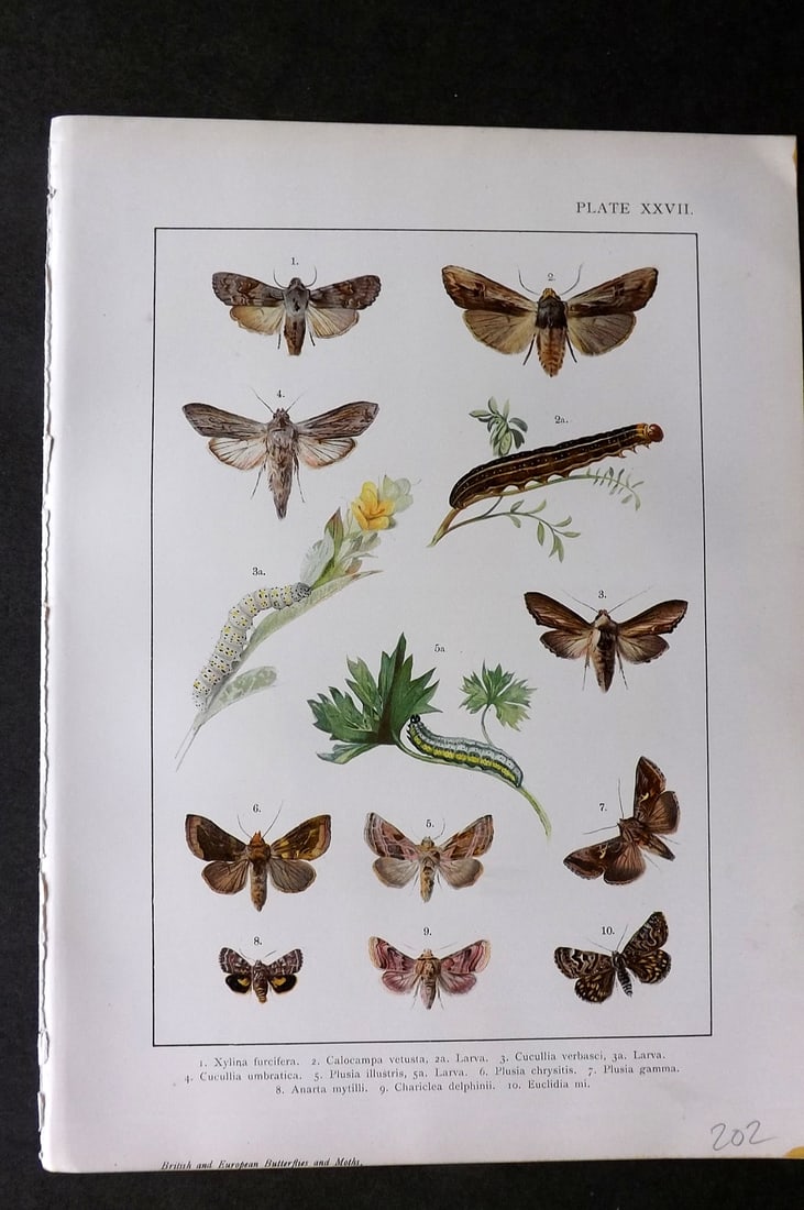 Kappel & Kirby C1895 Antique Print. Various Moths 27: Chromolithograph Published C1895, London for "British and European Butterflies and Moths" by A. W. Kappel and W. Egmont Kirby. Paper Size: 11.5 x 8 inch (29 x 21cm) Good Condition