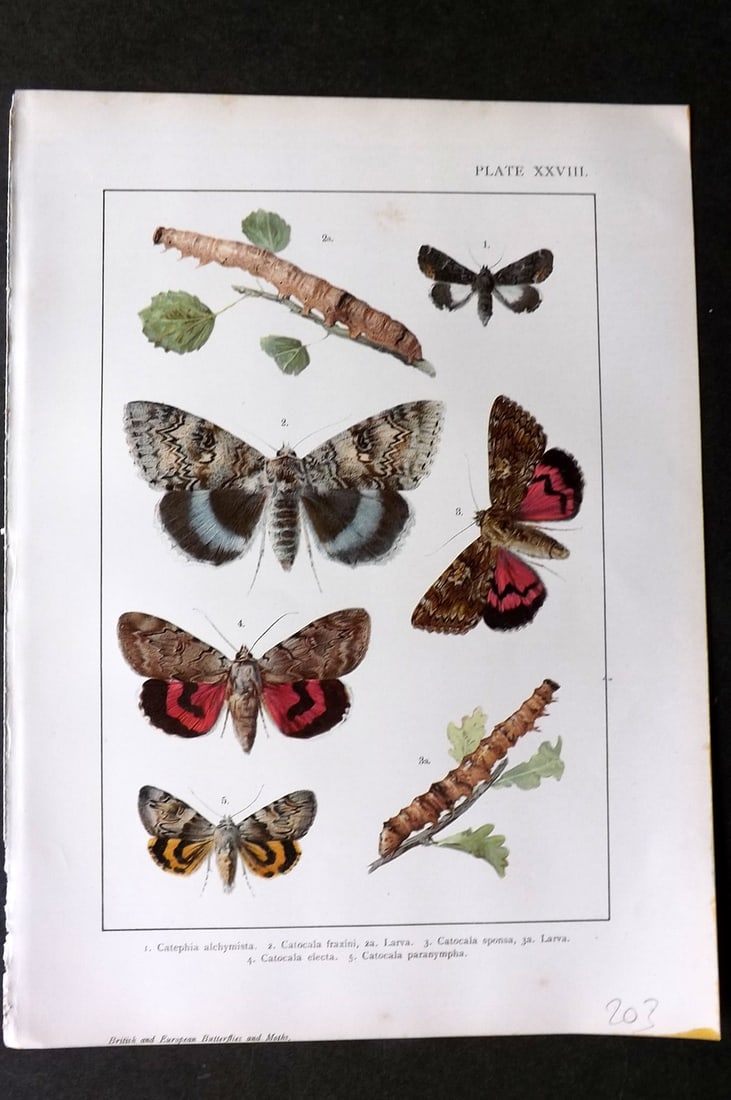 Kappel & Kirby C1895 Antique Print. Catephia, Catocala Moths 28: Chromolithograph Published C1895, London for "British and European Butterflies and Moths" by A. W. Kappel and W. Egmont Kirby. Paper Size: 11.5 x 8 inch (29 x 21cm) Good Condition