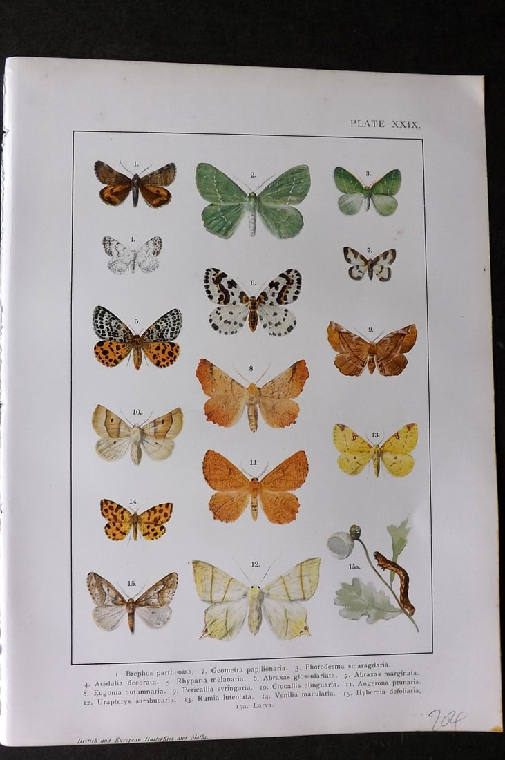 Kappel & Kirby C1895 Antique Print. Various Moths 29: Chromolithograph Published C1895, London for "British and European Butterflies and Moths" by A. W. Kappel and W. Egmont Kirby. Paper Size: 11.5 x 8 inch (29 x 21cm) Good Condition
