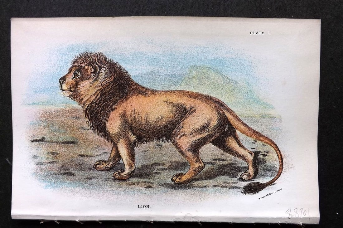 Lloyds 1896 Antique Print. Lion 01 (1 of 1)