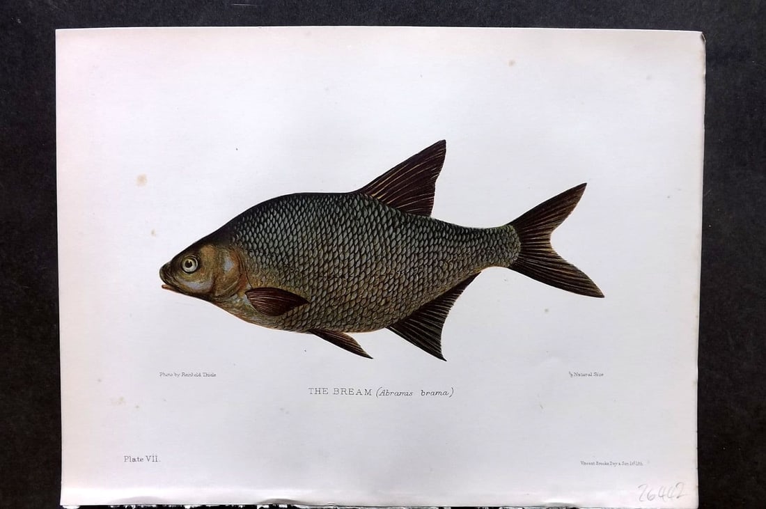 Maxwell, Herbert 1904 Antique Fish Print. Bream 07 (1 of 1)