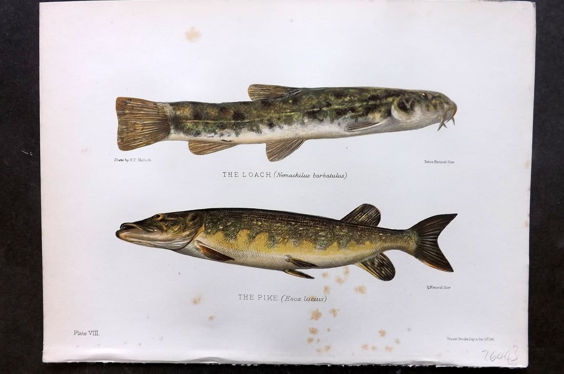 Maxwell, Herbert 1904 Antique Fish Print. Loach, Pike 08 (1 of 1)