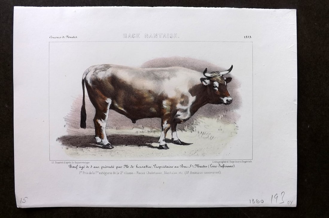 Ministere de l'Agriculture 1853 Hand Col Cattle Print. Nantaise (1 of 1)