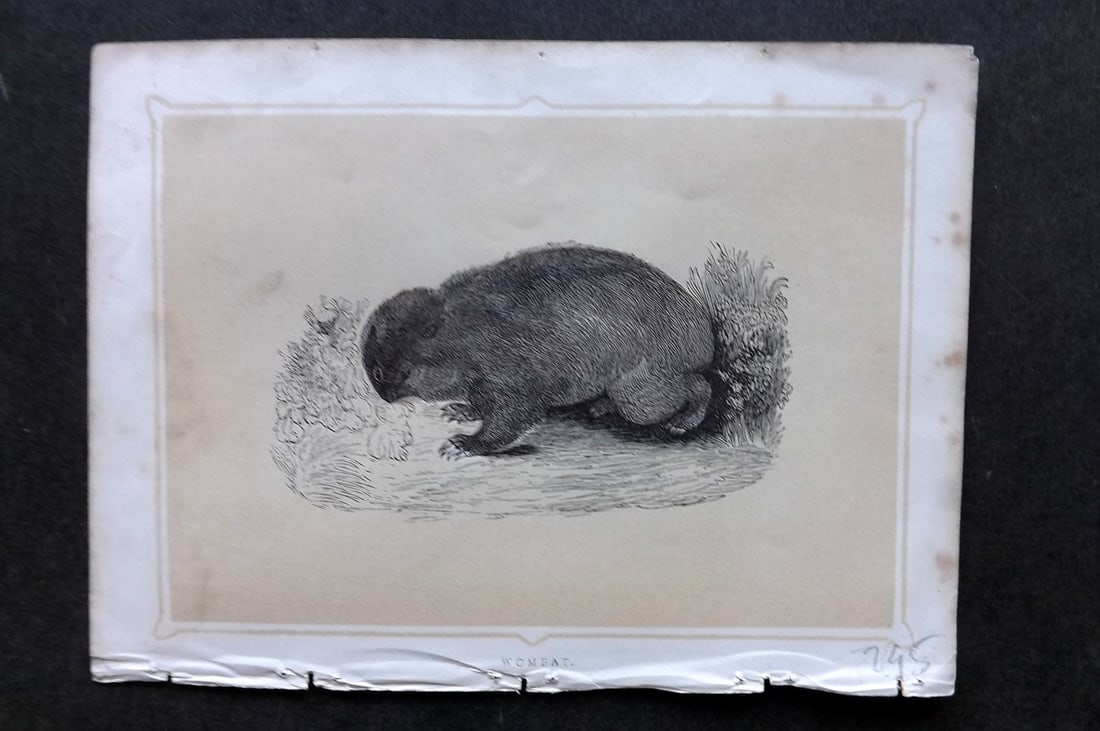 Morris, Francis 1852 Antique Print. Wombat (1 of 1)