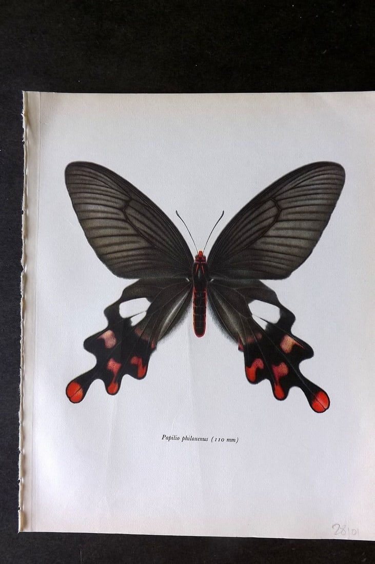 Prochazka, Frantisek 1963 Vintage Butterfly Print. Common Windmill (1 of 1)