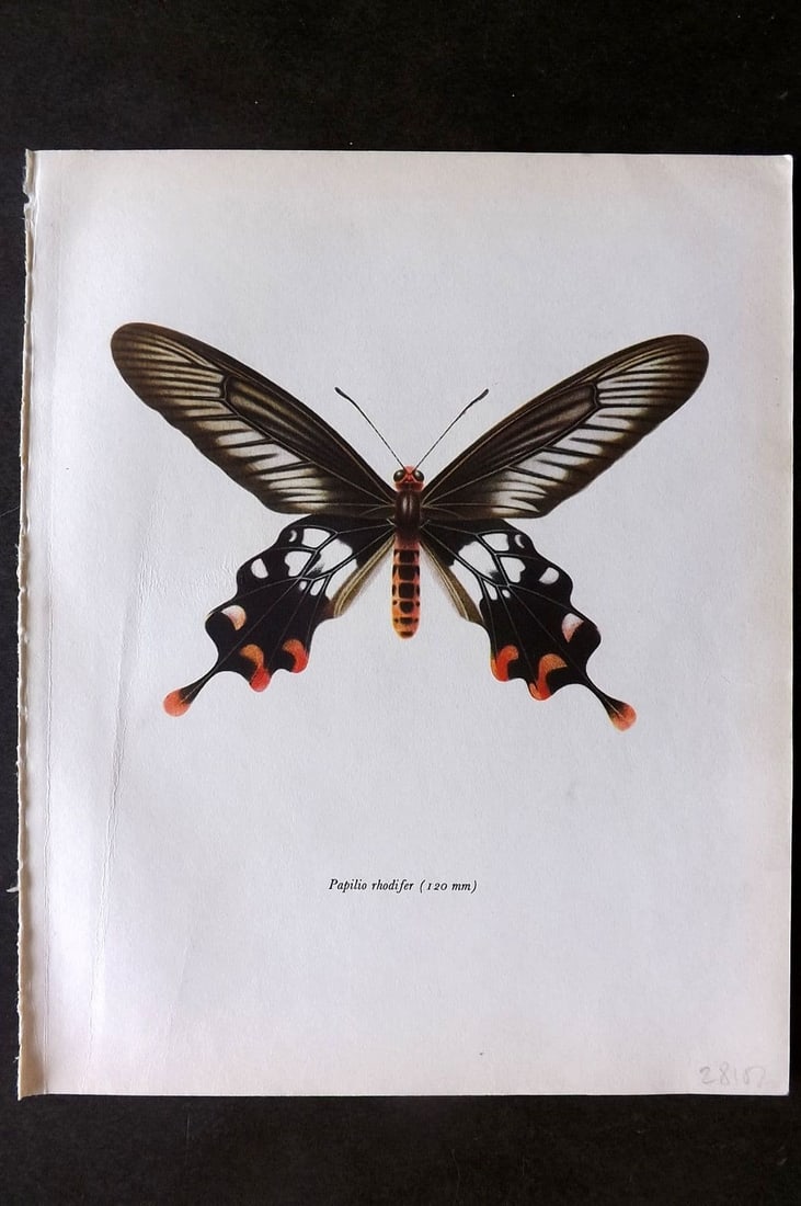 Prochazka, Frantisek 1963 Vintage Butterfly Print. Parides Rhodifer Butler (1 of 1)