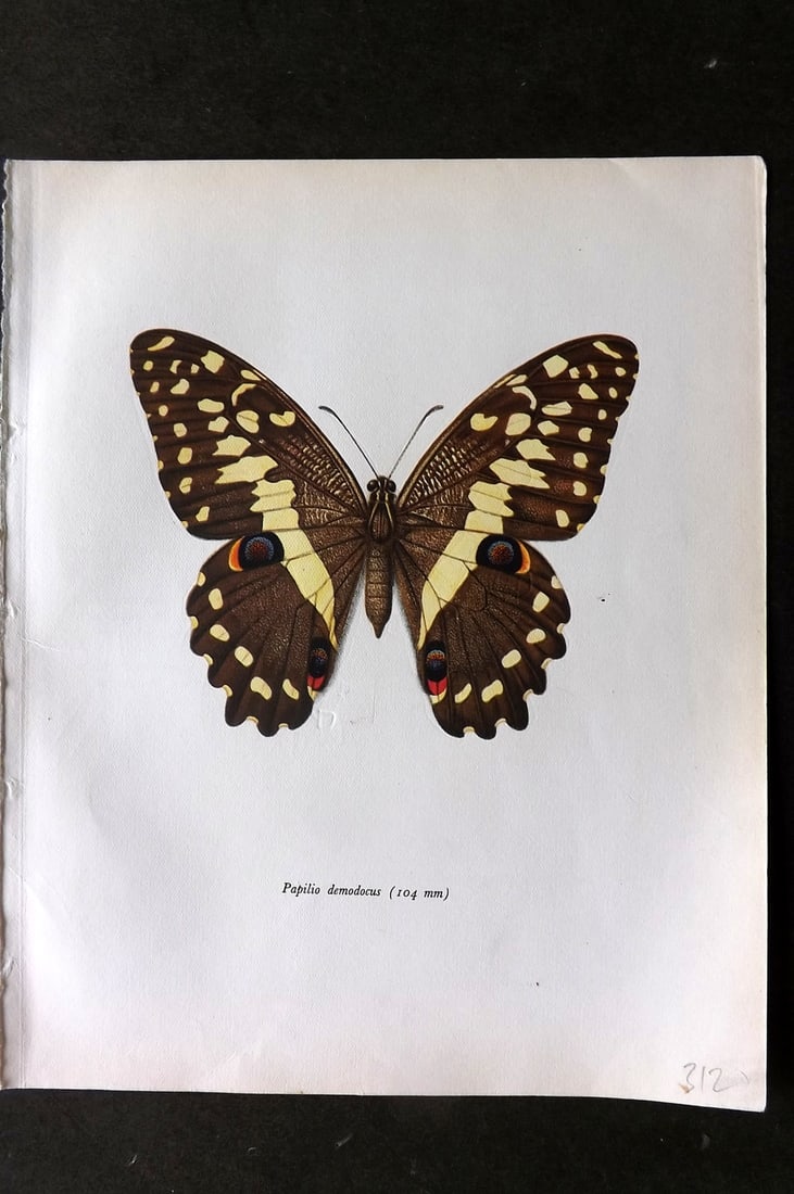 Prochazka, Frantisek 1963 Vintage Butterfly Print. The Christmas Butterfly (1 of 1)