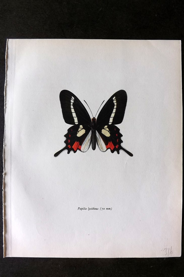 Prochazka, Frantisek 1963 Vintage Butterfly Print. Eurytides lysithous Hubner (1 of 1)