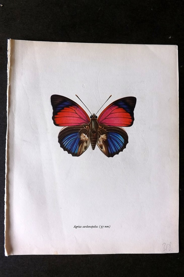 Prochazka, Frantisek 1963 Vintage Butterfly Print. Agrias Sardanapalus Bates (1 of 1)