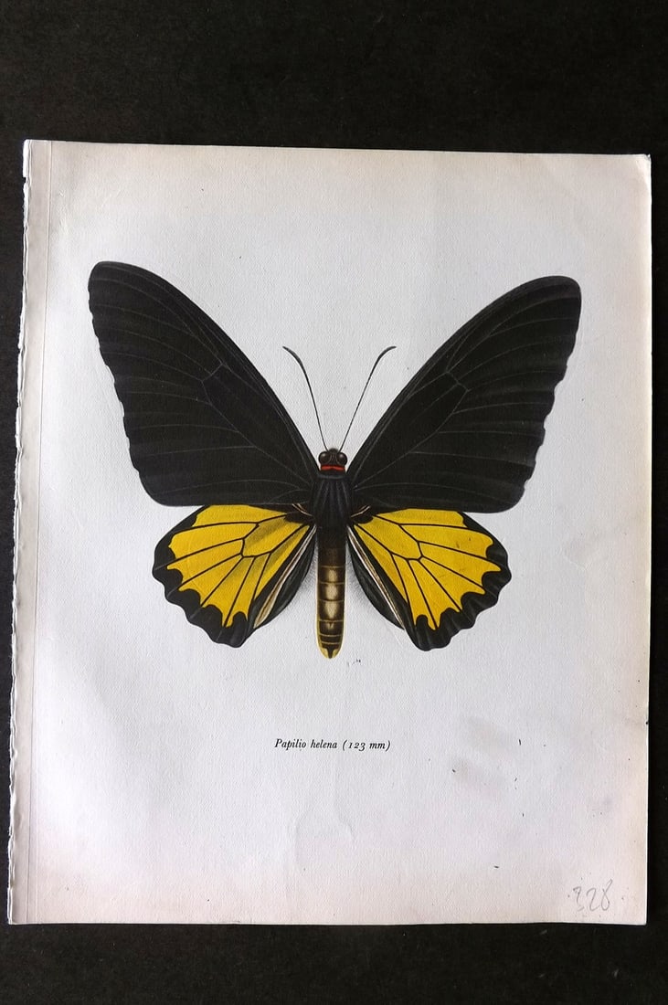 Prochazka, Frantisek 1963 Vintage Butterfly Print. The Helena Birdwing (1 of 1)