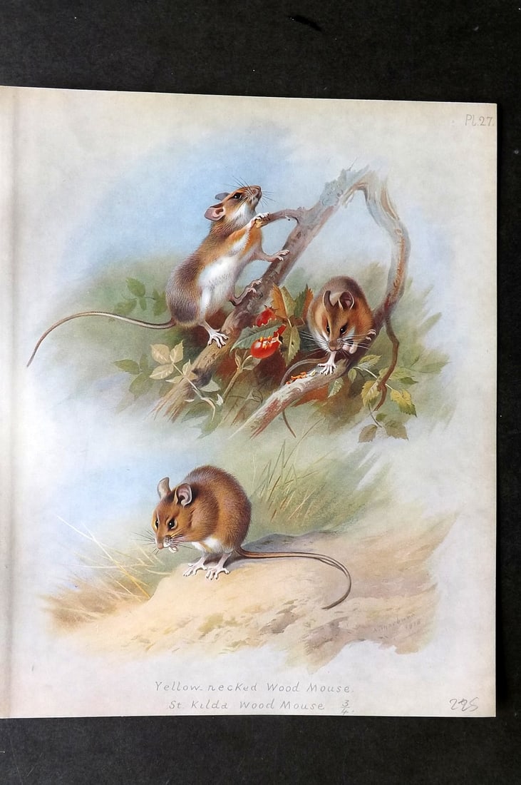 Thorburn, Archibald 1921 Folio Print. Yellow Necked & St. Kilda Wood Mouse 27.: Folio Chromolithograph Published 1920-21, London for "British Mammals" by Archibald Thorburn. On Heavy Stock Paper. Rare. This Edition Limited to 500 Copies. Paper Size: 12.5 x 10 inch (32 x 25cm) Ink