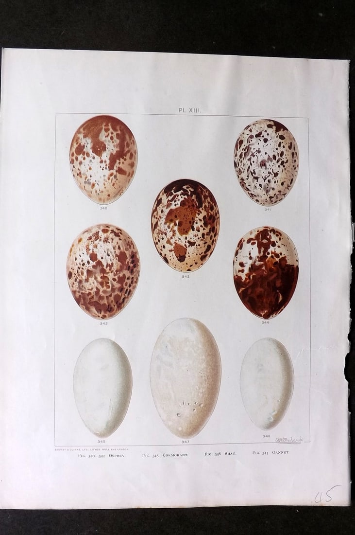 Frohawk, Frederick 1898 Bird Egg Print. Osprey, Cormorant, Shag, Gannet. (1 of 1)