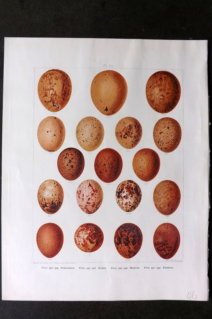 Frohawk, Frederick 1898 Bird Egg Print. Peregrine, Hobby, Merlin, Kestrel (1 of 1)