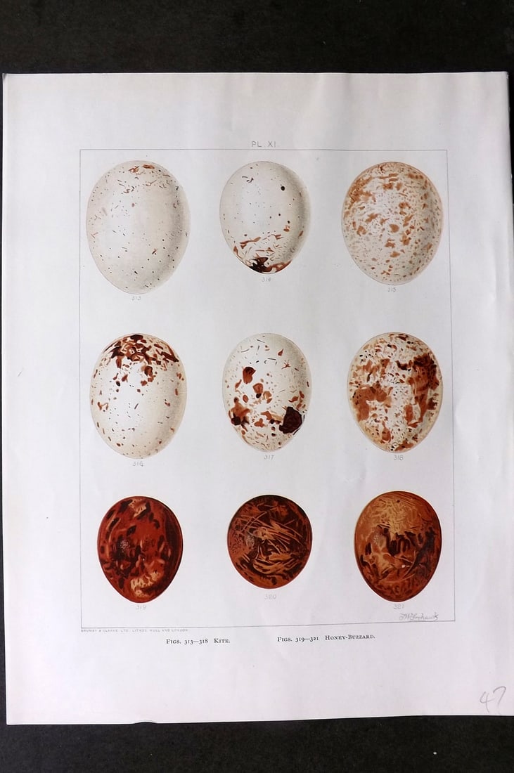 Frohawk, Frederick 1898 Bird Egg Print. Kite, Honey-Buzzard. (1 of 1)