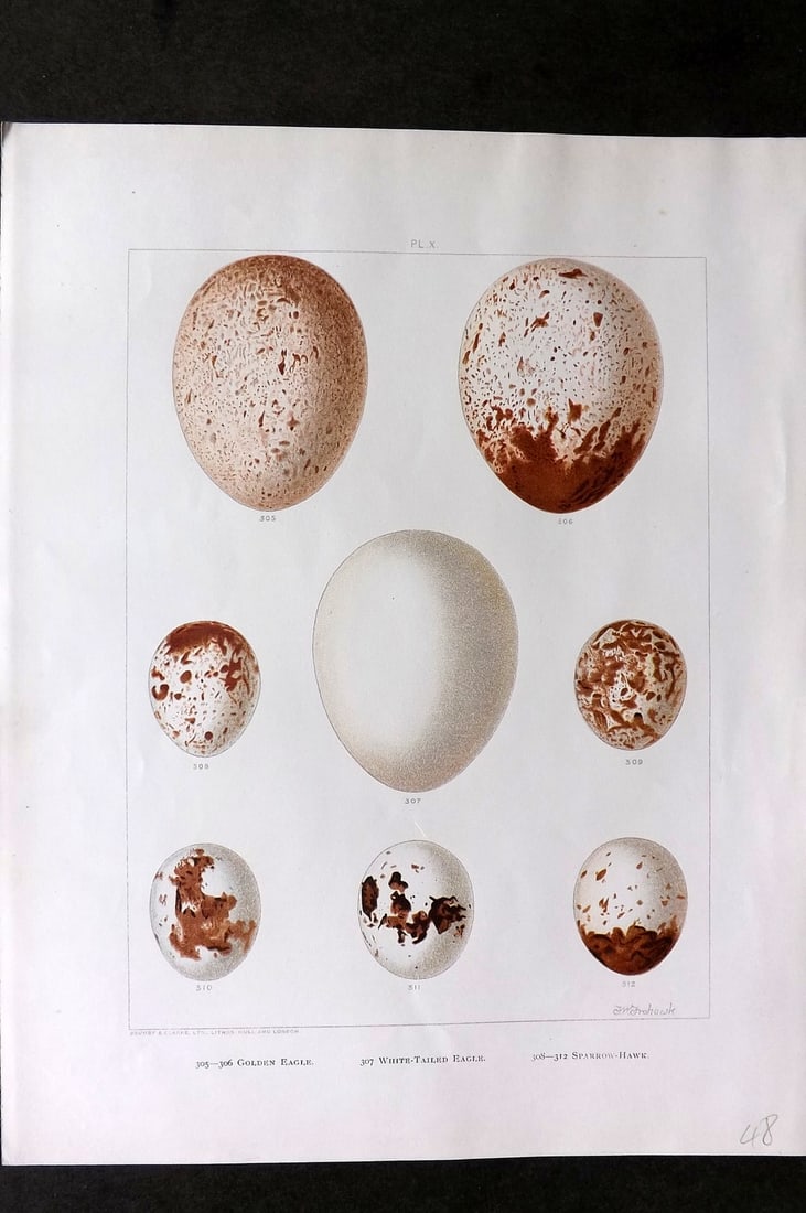 Frohawk, Frederick 1898 Bird Egg Print. Golden Eagle, White Tailed Eagle, Sparrow-Hawk (1 of 1)