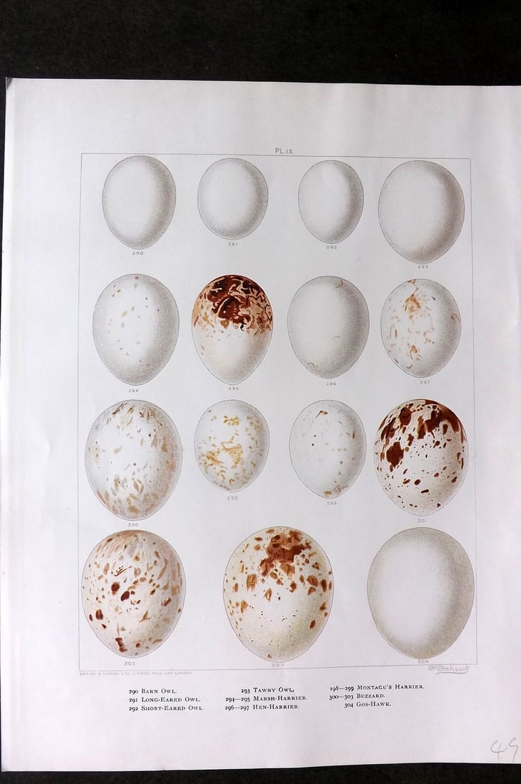 Frohawk, Frederick 1898 Bird Egg Print. Owl, Harrier, Buzzard (1 of 1)