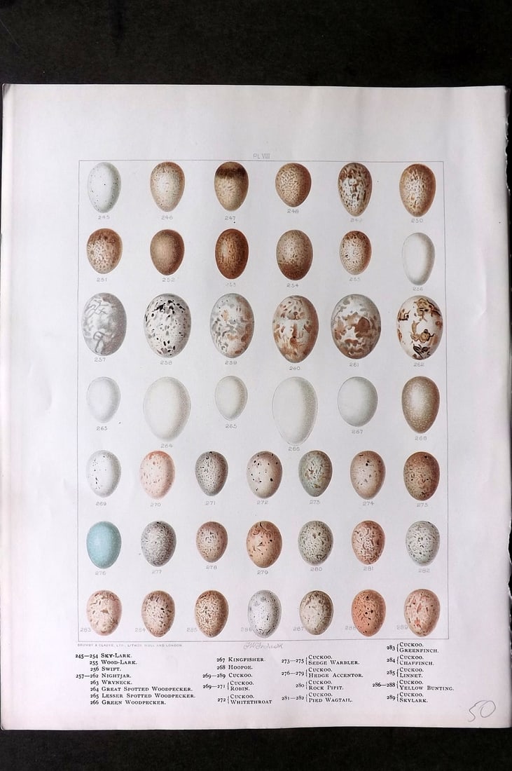 Frohawk, Frederick 1898 Bird Egg Print. Woodpecker, Kingfisher, Cuckoo, Warbler, Greenfinch (1 of 1)