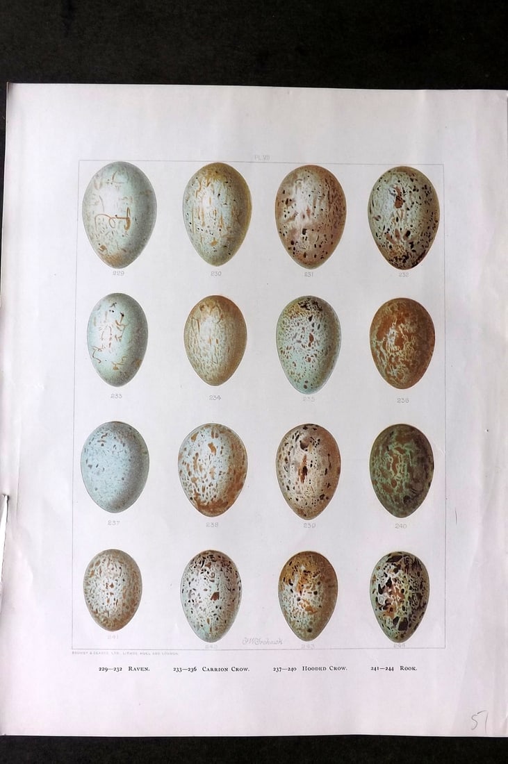 Frohawk, Frederick 1898 Bird Egg Print. Raven, Carrion Crow, Hooded Crow, Rook (1 of 1)