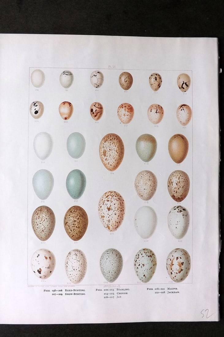 Frohawk, Frederick 1898 Bird Egg Print. Bunting, Jay, Magpie, Jackdaw (1 of 1)