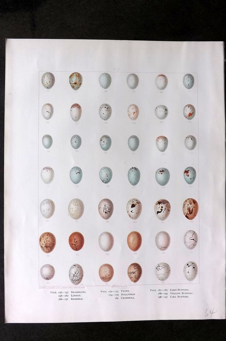 Frohawk, Frederick 1898 Bird Egg Print. Redpole, Bullfinch, Crossbill, Bunting: Chromolithograph Published 1896-98, London for "British Birds with their Nests and Eggs" by Arthur G. Butler. Illustrated by Frederick William Frohawk. Paper Size: 12 x 9.5 inch (31 x 24cm) Good Condi