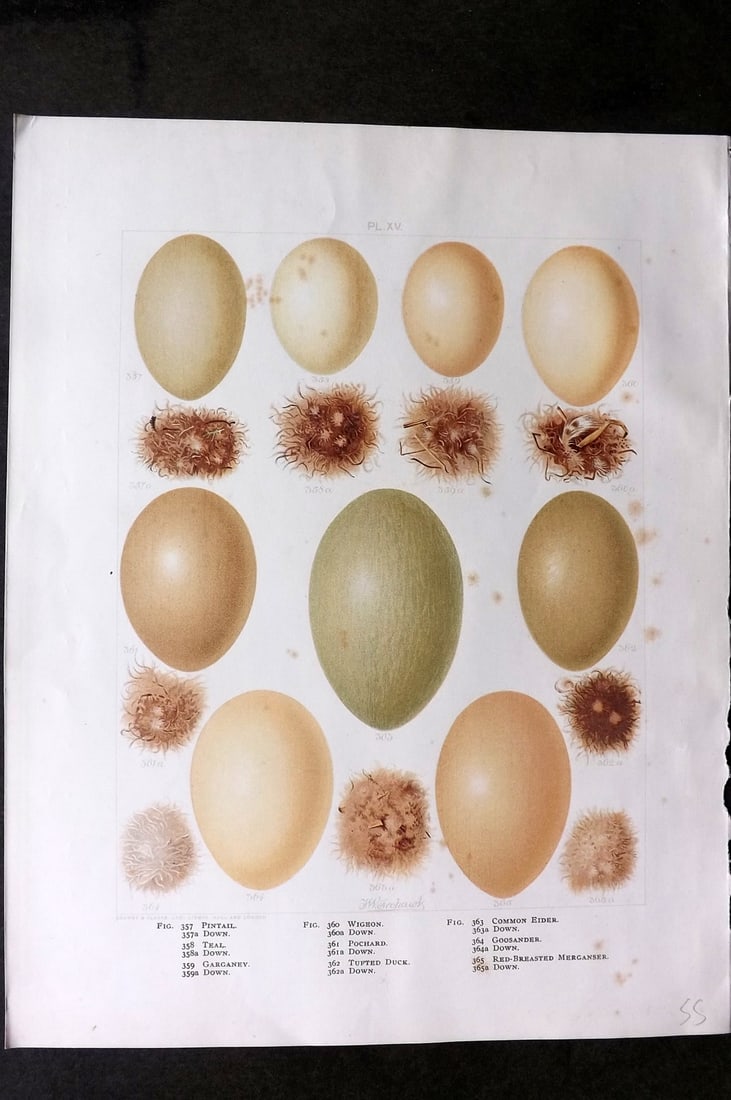 Frohawk, Frederick 1898 Bird Egg Print. Wigeon, Duck, Eider (1 of 1)